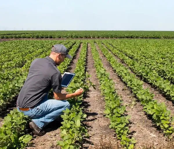 خرید زئولیت کشاورزی تهران