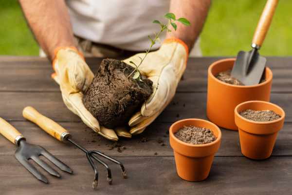 برای تقویت خاک گلدان چه کنیم