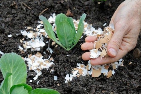 برای تقویت خاک گلدان چه کنیم